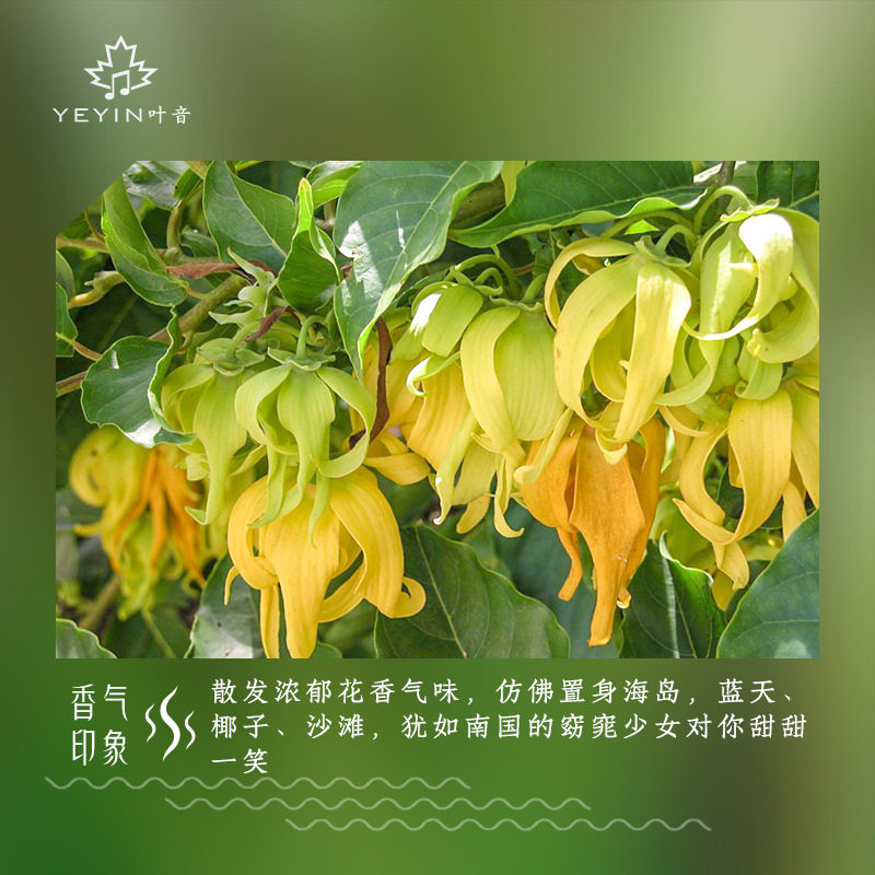 完全依兰精油马达香水树