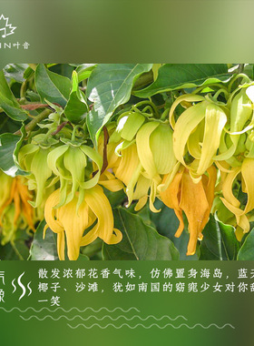 完全依兰精油马达香水树