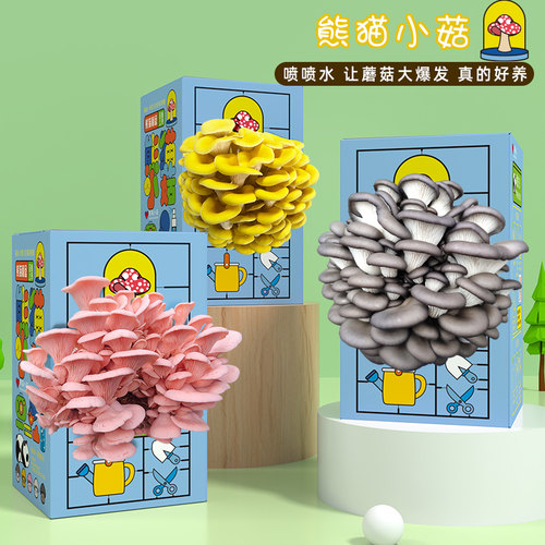 喷水就长家庭种蘑菇好吃好养