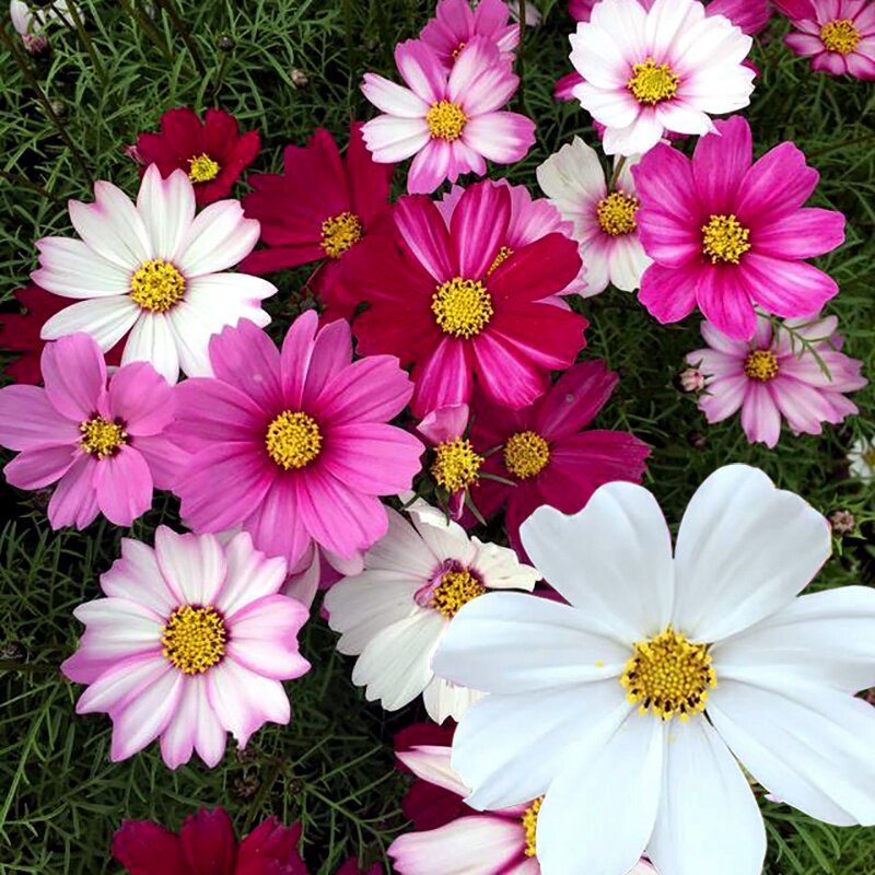 波斯菊种子混色矮杆盆栽花种籽四季播庭院格桑花开花不断园林绿化