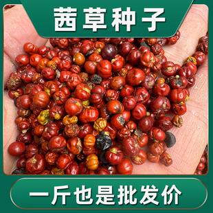 茜草种子多年生草本材血见愁茜草种苗种植简单中草药种籽苗