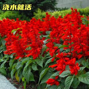 一串红花种籽子四季多年生阳台庭院盆栽一串蓝花苗花籽串串红种子