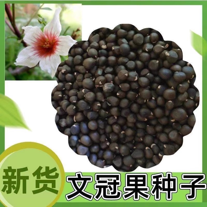文冠果种子园林绿化花卉用种林木