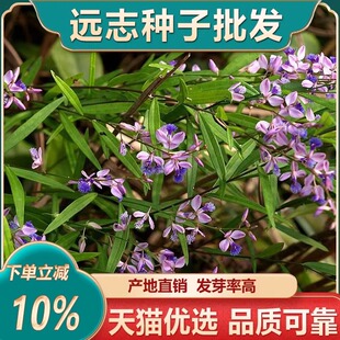 远志种子抽芯远志苗中药材非野生远志种籽500g克可做茶