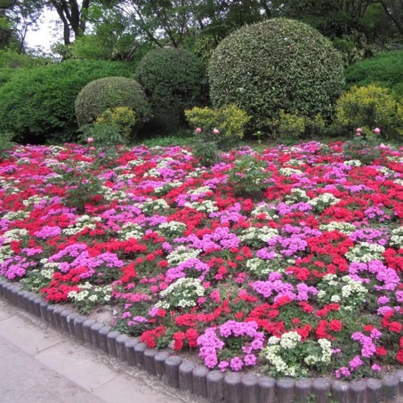 细叶美女樱种子见土就活花种