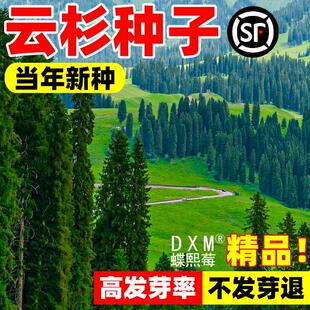 云杉种子当年新采云杉树种子云杉籽一级新种颗粒饱满松树出苗率高