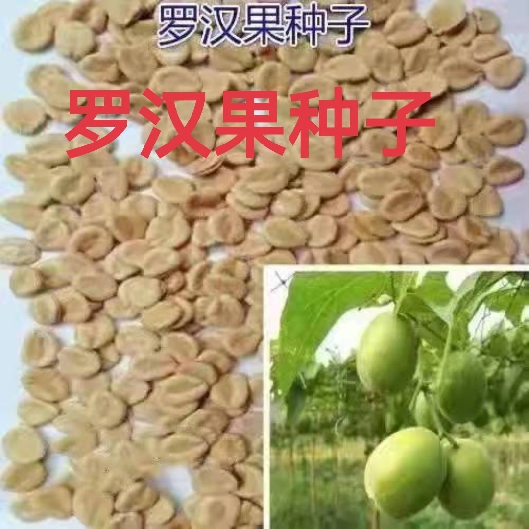 新采罗汉果种子 散装水果药材种子室外室内盆栽 拉汗果神仙果种籽