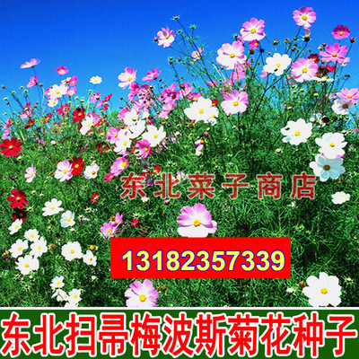 东北扫帚梅花籽 散装 波斯菊 格桑花 绿化观赏 庭院 花种子