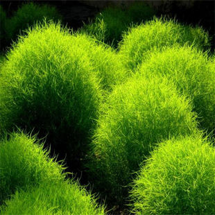 红绿叶地肤草种子扫帚菜种子庭院盆栽草坪花草籽