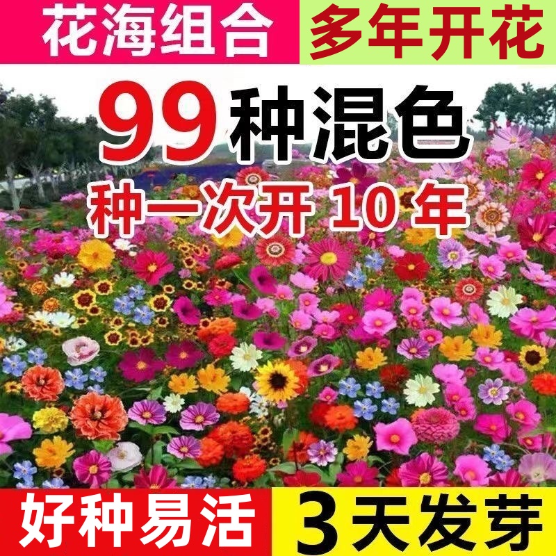 耐寒多年矮生野花组合波斯菊种子多季易种格桑花籽庭院室外百日草