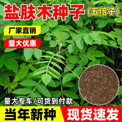 盐肤木种子蜜源树种别名五倍子种籽耐寒耐旱护坡绿化林木苗木种孑