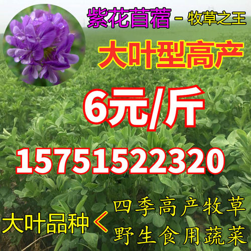 北方苜蓿草种子价格 北方苜蓿草种子图片 星期三