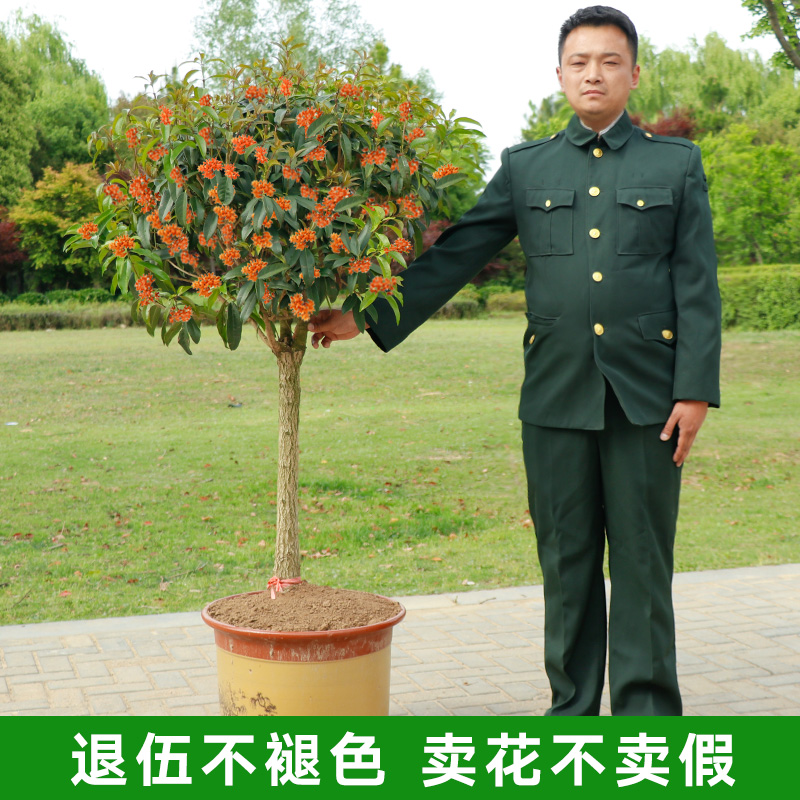 桂花树苗桂花树大树庭院花卉金桂丹桂四季常青盆栽室外地栽浓香型