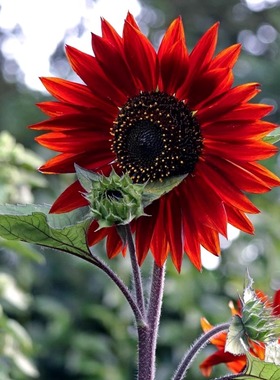 鸿运向日葵种子观赏葵花籽种春播红色向日葵多头泰迪熊向日葵切花