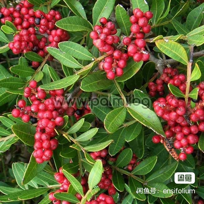 种子:Pistacia lentiscus乳香黄连木是漆树科黄连木属常绿灌木，