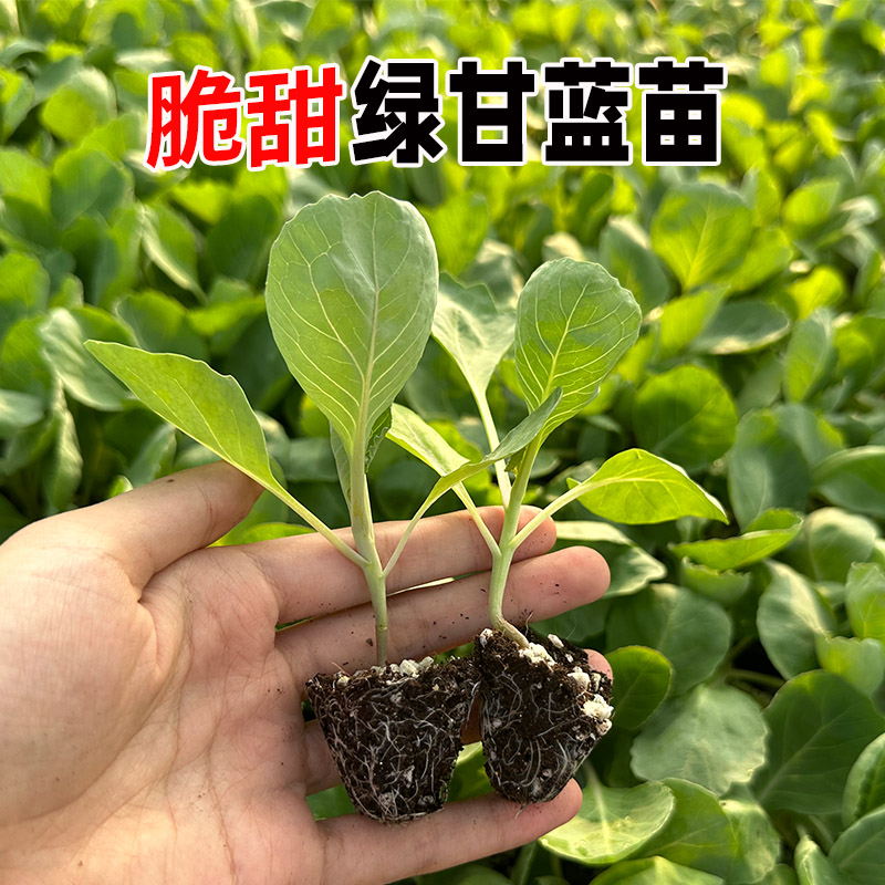 脆甜甘蓝苗甘蓝苗牛心甘蓝苗紫甘蓝苗包菜苗卷心菜苗耐寒花菜苗