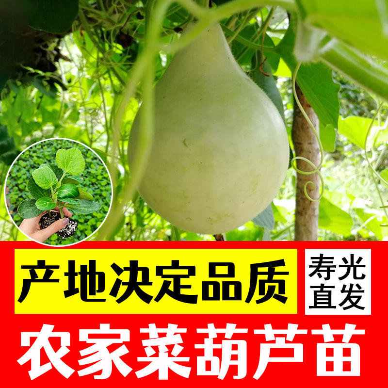 食用菜葫芦种苗种子圆长瓠瓜秧苗幼苗圆瓢葫芦高产四季阳台盆栽 鲜花速递/花卉仿真/绿植园艺 种苗/半成品盆栽 原图主图