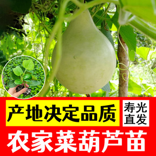 食用菜葫芦种苗种子圆长瓠瓜秧苗幼苗圆瓢葫芦高产四季 阳台盆栽