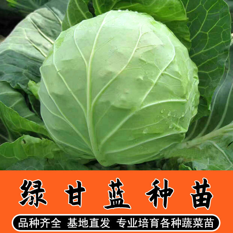 绿甘蓝菜种种苗包心菜种籽包心菜种子秋季籽种蔬菜苗孑菜籽卷心菜