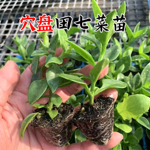 田七苗中药种子田七种籽种苗家庭阳台庭院四季盆栽特色蔬菜药材