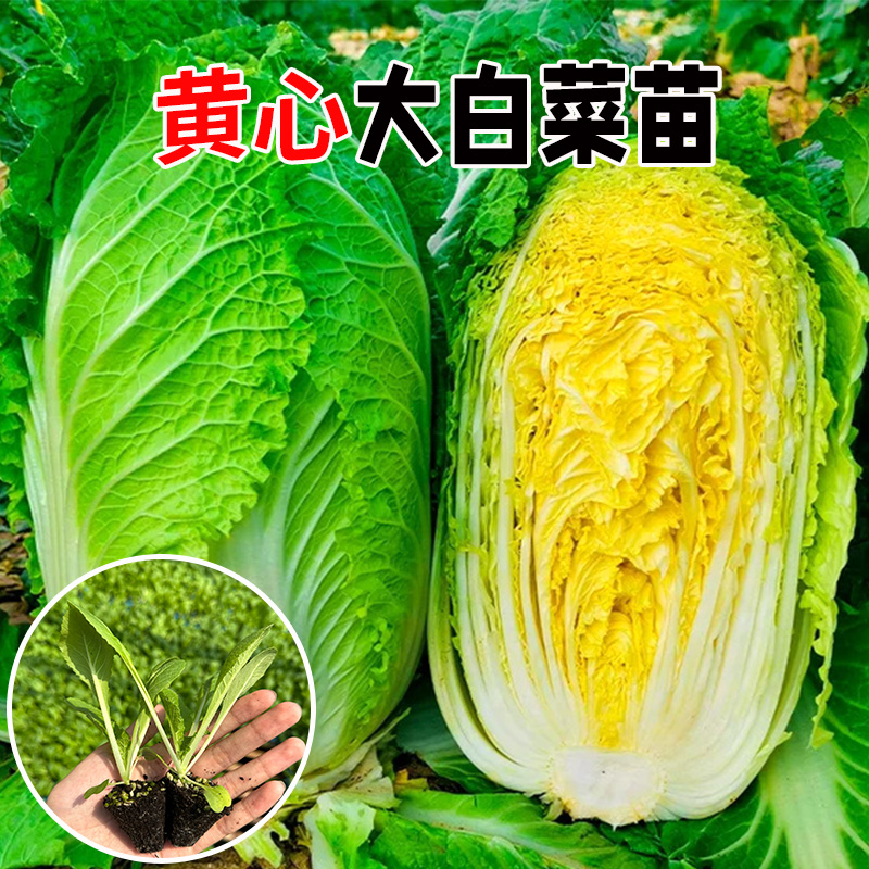 储白菜耐寒口感好秋冬季蔬菜种