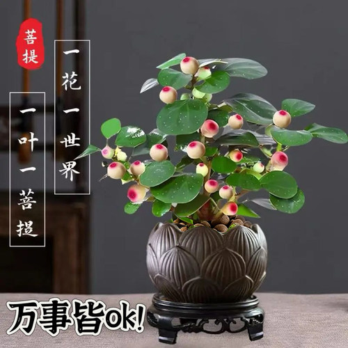 多果菩提树招财小盼菩提耐阴盆栽
