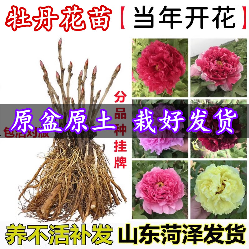 正宗牡丹花苗洛阳菏泽