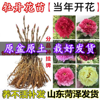 牡丹花苗洛阳盆栽正宗大苗带花苞牡丹花种耐寒重瓣花卉牡丹花树苗