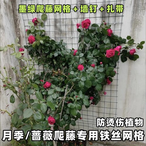 月季爬藤铁丝网花架蔷薇植物爬墙固定专用花墙神器壁挂网格爬藤架