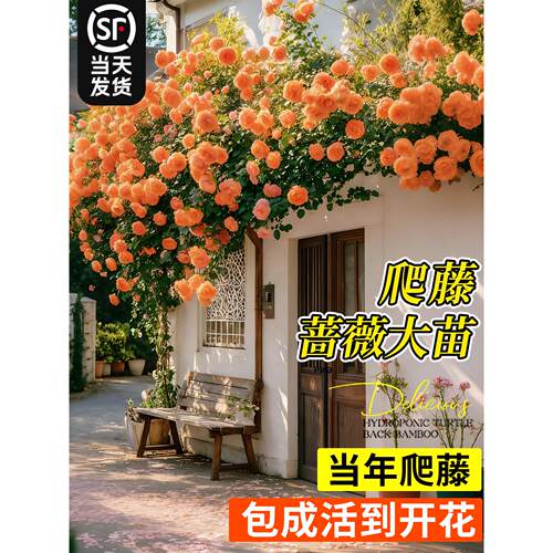 特级蔷薇花苗爬藤四季老桩庭院爬墙藤本月季花卉盆栽绿植玫瑰开花