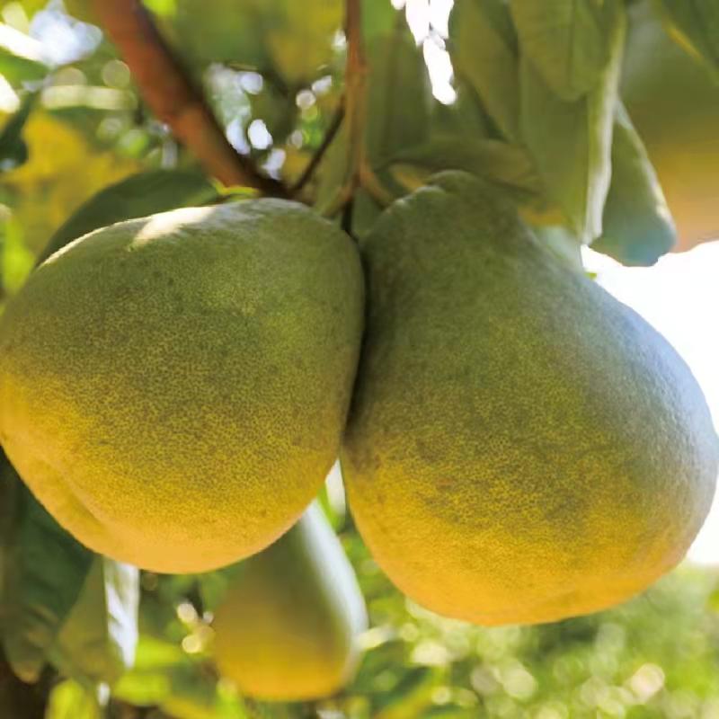 正宗度尾文旦柚红心老树现摘
