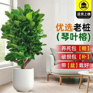大琴叶榕客厅绿植物室内大型好养老桩大叶盆栽真花落地大号办公室