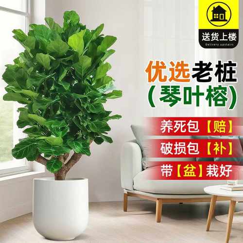 大琴叶榕客厅绿植物室内大型好养老桩大叶盆栽真花落地大号办公室