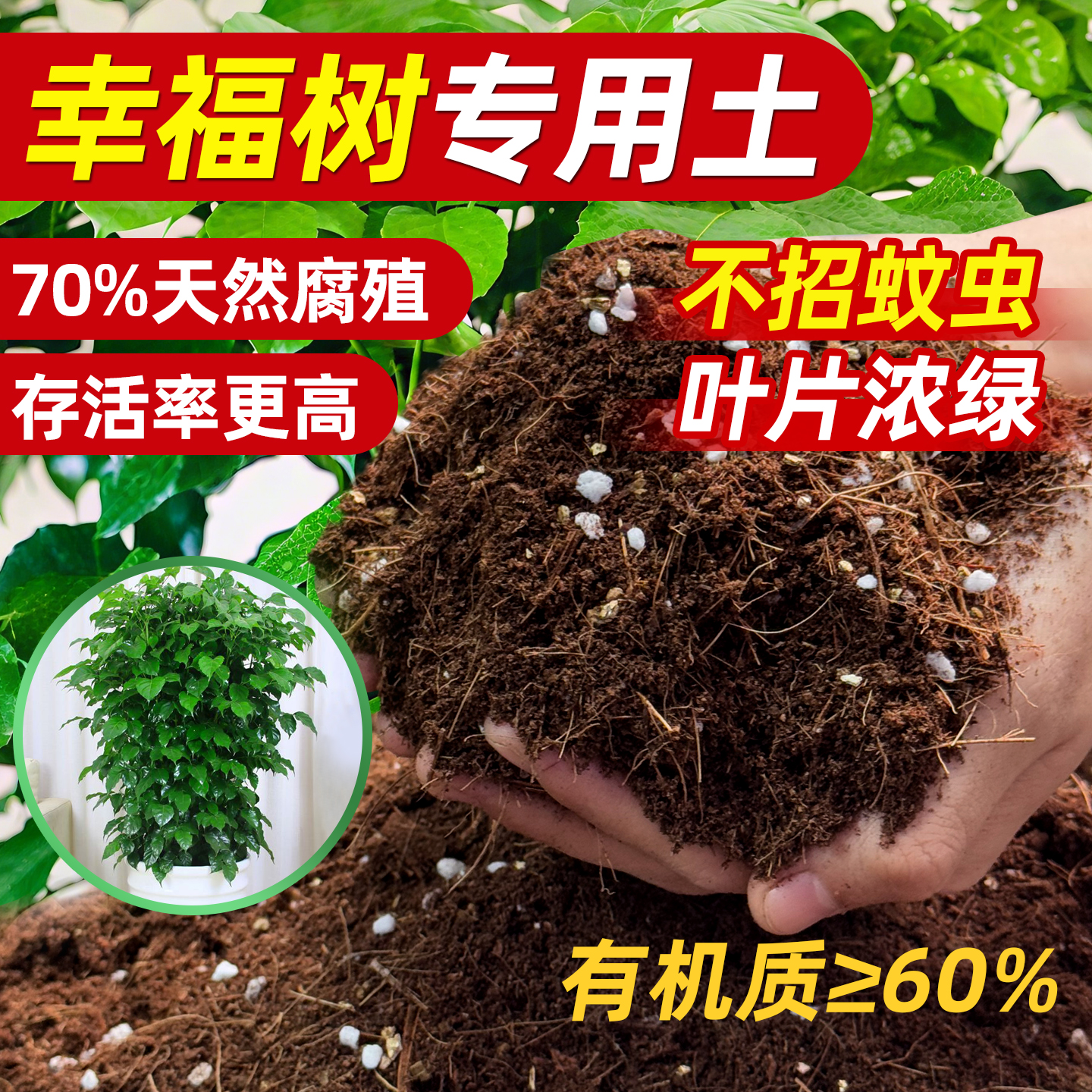 幸福树专用土营养土家用盆栽绿植种植土壤养幸福树专用有机腐殖土
