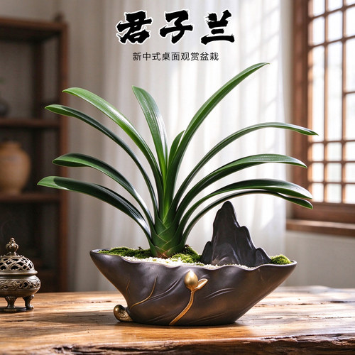 花卉君子兰绿植客厅桌面
