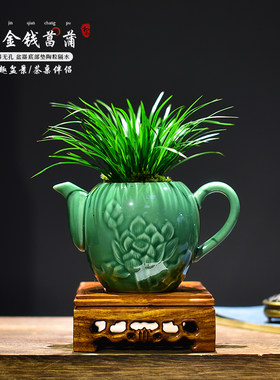 金凤凰金钱菖蒲盆栽黄金姬小盆景办公室植物茶壶艺术桌面绿植摆件