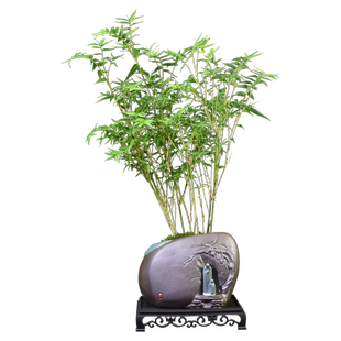 米竹盆栽凤尾竹植物室内茶室苔藓竹子造景禅意桌面绿植四季好养