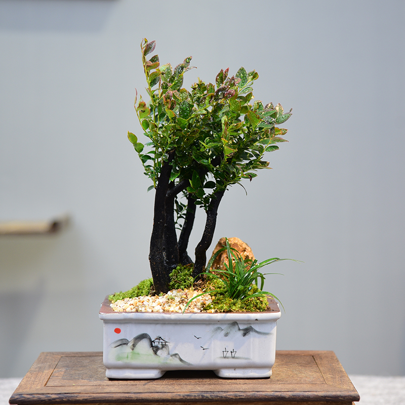 黑骨茶盆栽紫檀盆景小型微景观室内植客厅办公室书房文艺摆件好养