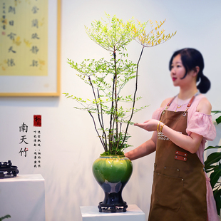 火焰南天竹盆栽室内大盆景室内办公客厅绿植艺术绿植摆件送礼好养