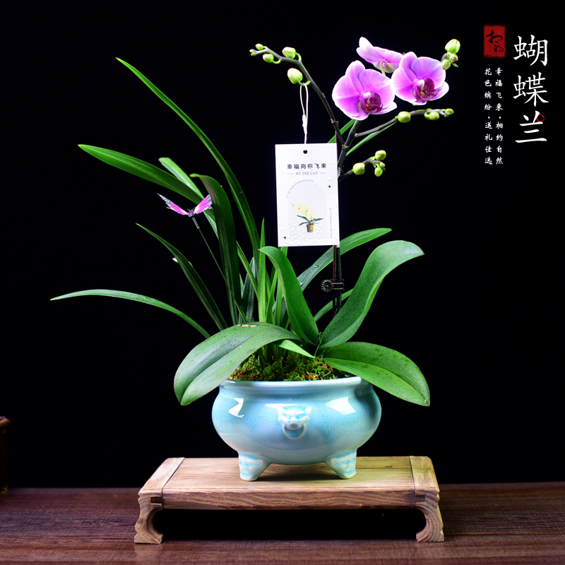 蝴蝶兰盆栽带花苞兰花绿植花卉办公室观赏盆景植物盆栽教师节送礼