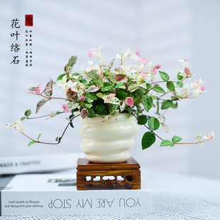 彩叶花叶络石盆栽垂丝彩虹绿植网红好养四季常青盆景桌面植物摆件