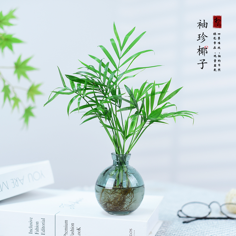 水培绿植盆栽袖珍椰子绿植发财树罗汉松水养桌面植物趣味网红摆件