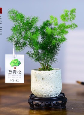蓬莱松室内盆栽植物花卉绿植寓意水培好养活客厅迎客松中式小盆景