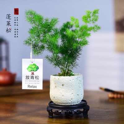 蓬莱松室内盆栽植物花卉绿植寓意水培好养活客厅迎客松中式小盆景