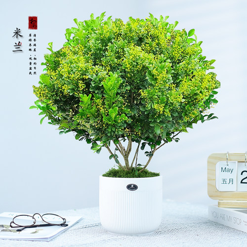 香水米兰花盆栽花卉绿植室内老桩带花苞开花办公客厅好养阳台植物