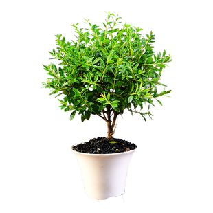 文竹盆栽赤楠绿植桌面小盆栽摆件趣味盆景四季常青好养植物摆件