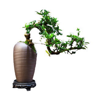 福建茶盆景中式古风植物桌面盆栽观赏悬崖造型室内绿植摆件好养