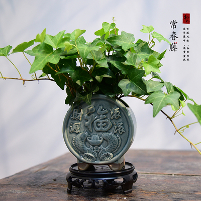 相约自然绿植盆栽室内客厅办公室