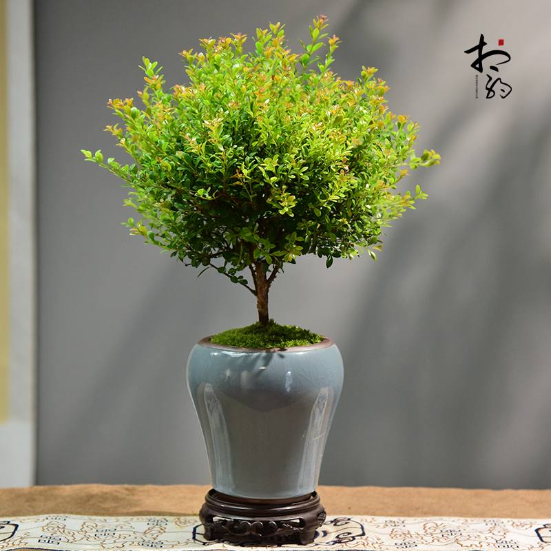 小叶赤楠茶室客厅小巧好养