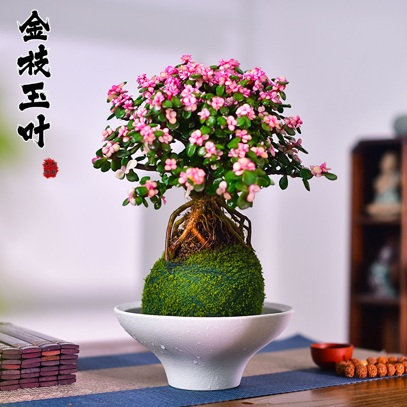 金枝玉叶盆栽室内盆景多肉绿植懒人好养办公客厅盆景植物摆件送礼图片